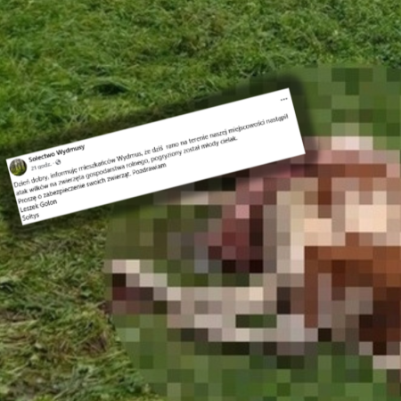 Wilki pogryzły cielaka. Sołtys wydał komunikat. "Nastąpił atak"
