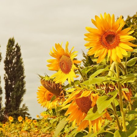Jakie elementy architektury ogrodowej warto uwzględnić na etapie projektowania przestrzeni?