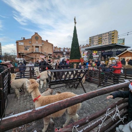 Wigilia Miejska w Ostrołęce. Znamy datę tegorocznego spotkania na Placu Wolności