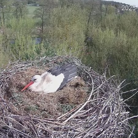 Obserwuj na żywo życie bocianiej rodziny z Ostrołęki