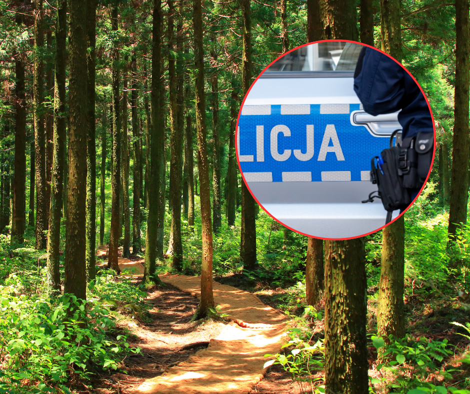 Nieoczekiwany finał poszukiwań w lesie. Tego nie spodziewali się choćby policjanci