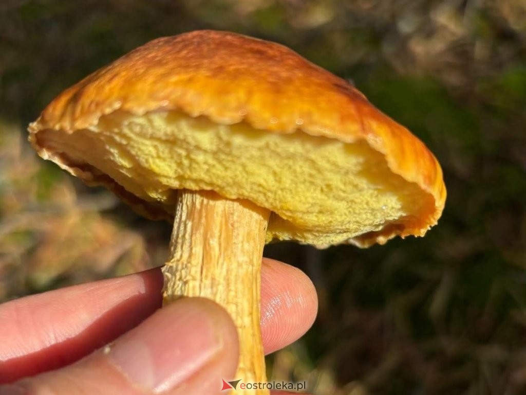 Co to za grzyb? Nietypowe znalezisko w lesie pod Ostrołęką [ZDJĘCIE]