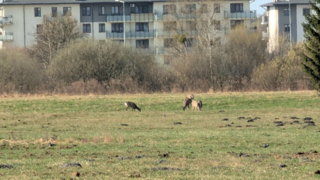 Niezwykli goście w Ostrołęce. Stadko sarenek przy al. Jana Pawła II [WIDEO, ZDJĘCIA]
