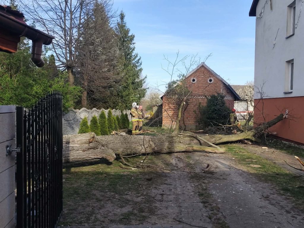 Drzewo runęło na dom pod Ostrołęką. W akcji OSP [ZDJĘCIA]