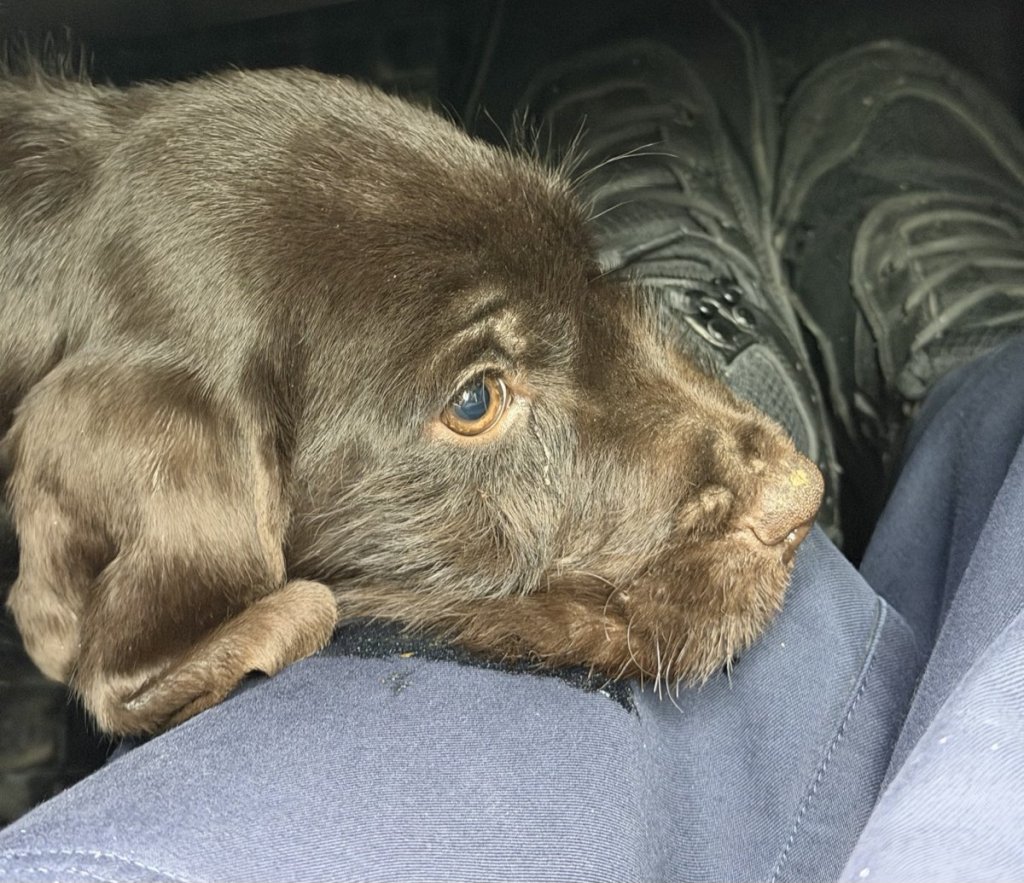 Uratowali szczeniaka w 12-stopniowym mrozie! Wzruszająca akcja policjantów z Goworowa [FOTO]