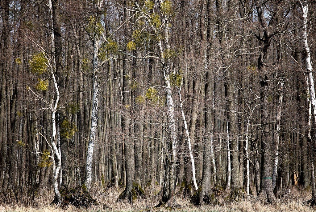 Rezerwat Olsy Płoszyckie powiększony o 100 hektarów. "Chronimy jeszcze więcej"