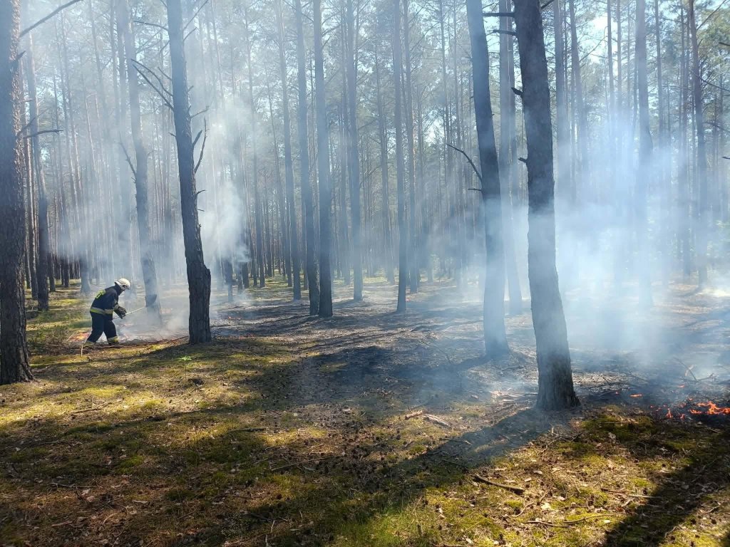 Las stanął w ogniu. W akcji strażacy z Kadzidła, Dylewa i Ostrołęki