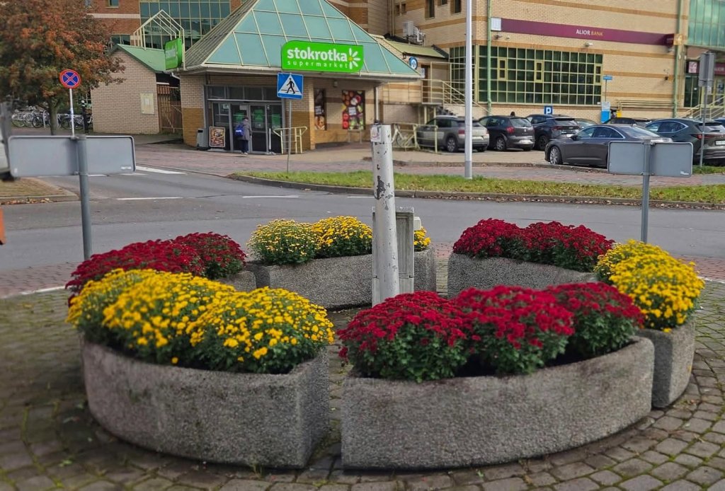 Chryzantemy na ulicach Ostrołęki. Miasto przybiera jesienne barwy [ZDJĘCIA]