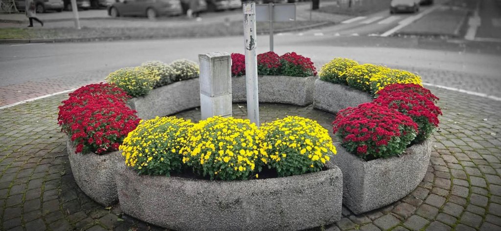 Szaro za oknem? Nie w miejskich donicach. Ostrołęka w jesiennej odsłonie [ZDJĘCIA]