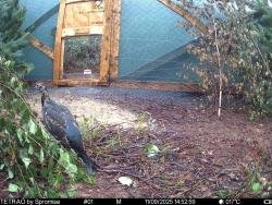 Powrót króla torfowisk – cietrzewie znów na kurpiowskich szlakach [ZDJĘCIA]