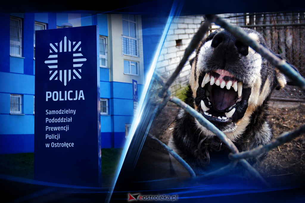 Pies pogryzł młodą kobietę w Ostrołęce. Szokująca reakcja właścicielki!