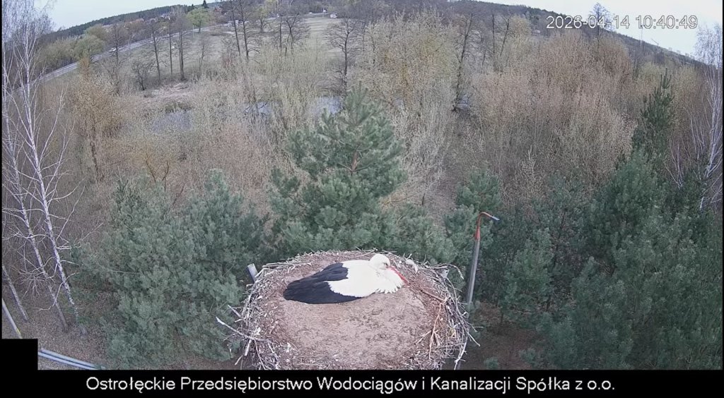 Ostrołęckie bociany już w komplecie. Oglądaj na żywo!