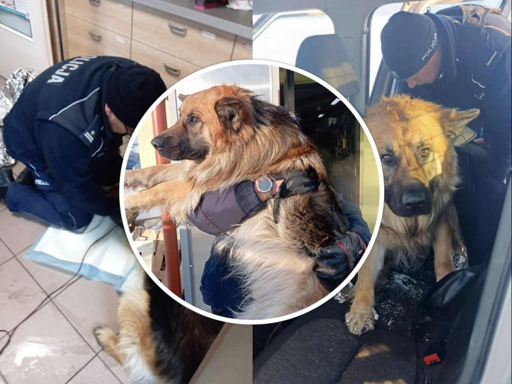 Pies przymarznięty do pobocza. Policjanci uratowali mu życie [ZDJĘCIA]
