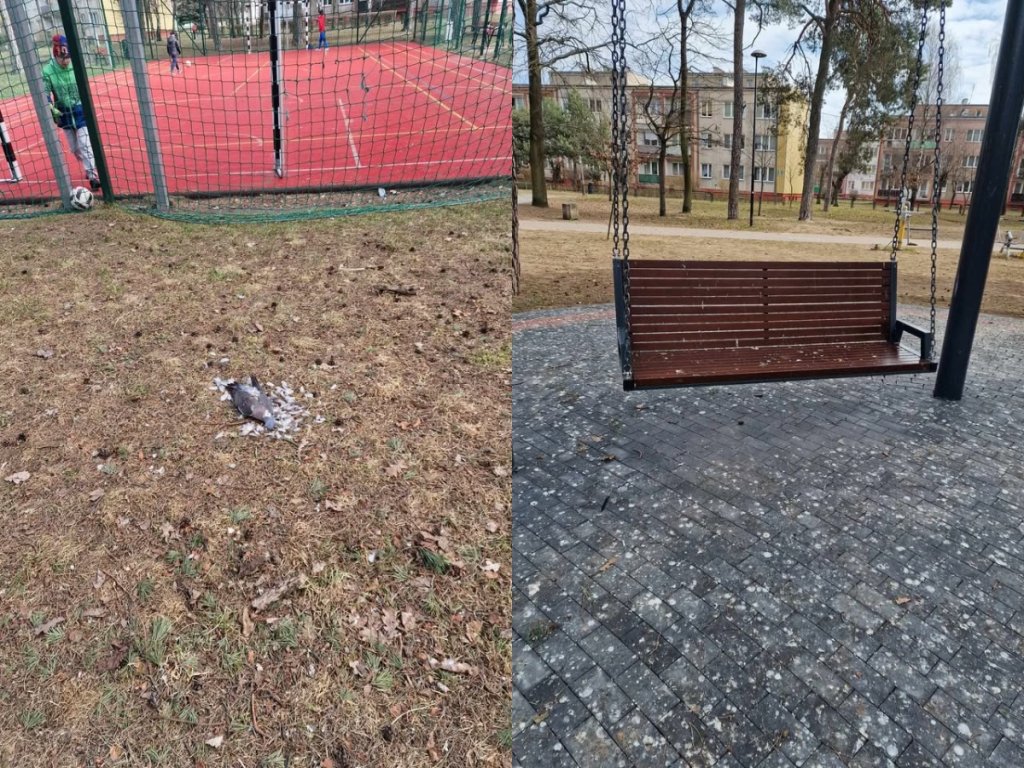 "Czy tak powinien wyglądać park miejski w Ostrołęce?". ZOBACZ ZDJĘCIA