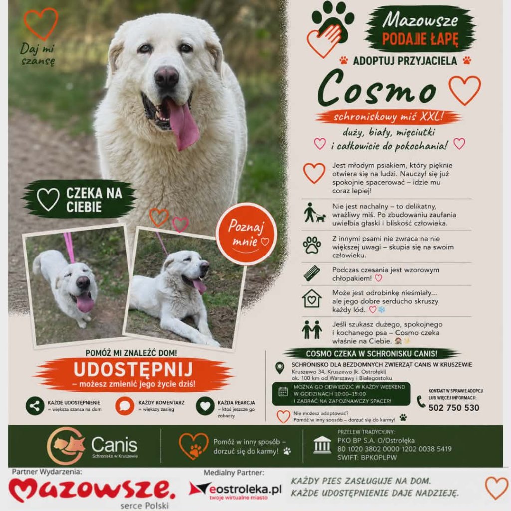 Cosmo – schroniskowy miś XXL o gołębim sercu szuka domu!