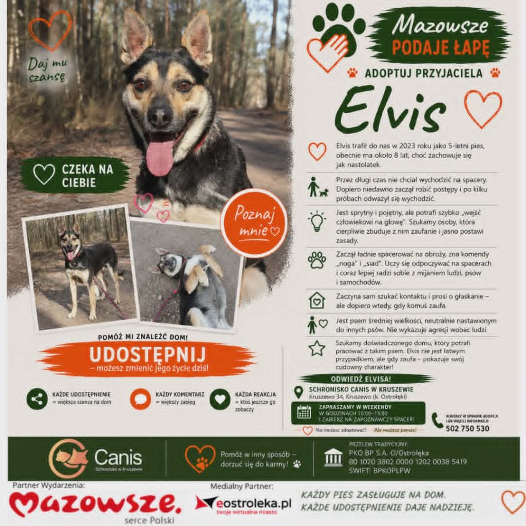 Od lęku do odwagi. Elvis w końcu odważył się na spacer i szuka domu!