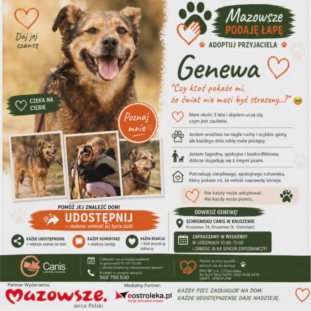 Małe postępy, wielkie serce. Genewa ze schroniska w Kruszewie czeka na dom
