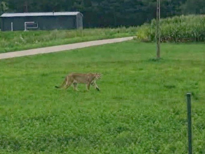 Puma pod Ostrołęką?! Władze ostrzegają mieszkańców. „Zachowajcie ostrożność”