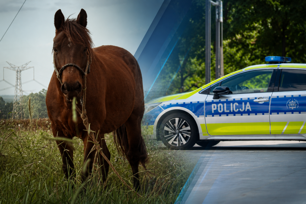 Nietypowa interwencja w Ostrołęce. Policja kontra... konie