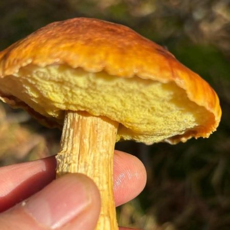 Co to za grzyb? Nietypowe znalezisko w lesie pod Ostrołęką [ZDJĘCIE]