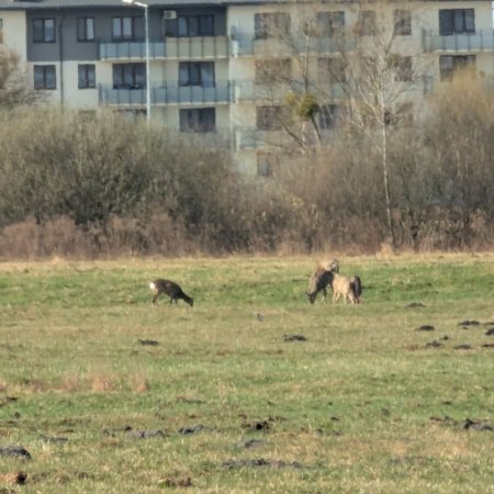 Niezwykli goście w Ostrołęce. Stadko sarenek przy al. Jana Pawła II [WIDEO, ZDJĘCIA]