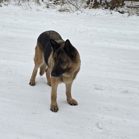 Szczęśliwy finał w Laskowcu. Zaginiony pies wrócił do domu dzięki reakcji Czytelnika