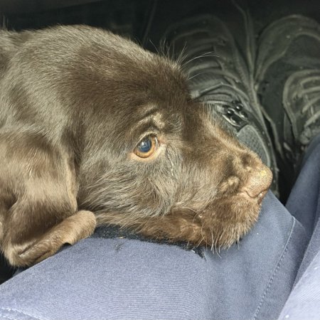 Uratowali szczeniaka w 12-stopniowym mrozie! Wzruszająca akcja policjantów z Goworowa [FOTO]