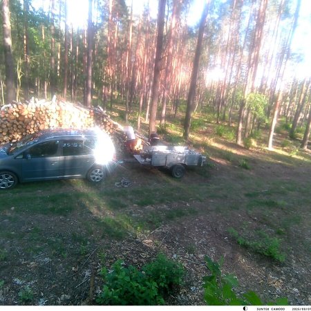 Kradli drewno z prywatnego lasu. Nie wiedzieli, że nagrywa ich fotopułapka [WIDEO]