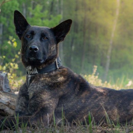 Wizna dołączyła do policji. Poznajcie nową czworonożną funkcjonariuszkę