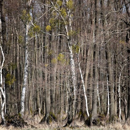 Rezerwat Olsy Płoszyckie powiększony o 100 hektarów. "Chronimy jeszcze więcej"