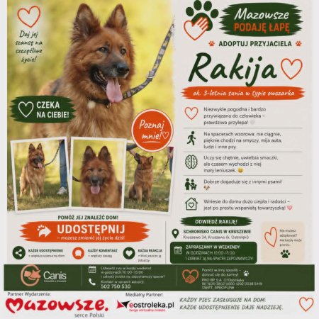 Wzorowa na smyczy i spragniona miłości. Poznaj Rakiję z Kruszewa