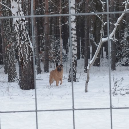 Problem z psami w gminie Olszewo-Borki. Urząd zapowiada zdecydowane działania w Grabniku!