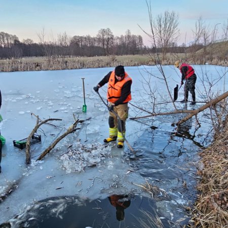 Akcja strażaków na starorzeczu Narwi. Ratują ryby przed przyduchą [ZDJĘCIA]