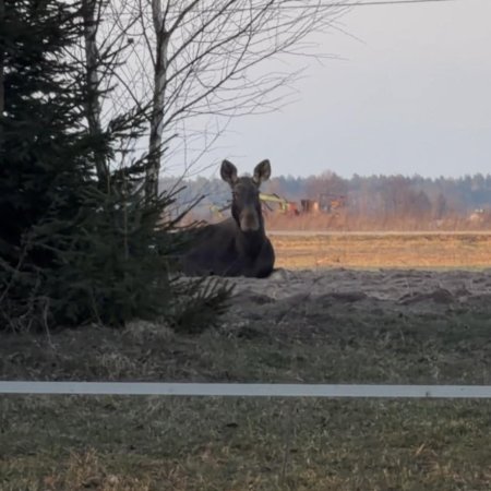 Ranne dzikie zwierzę błąka się pod Ostrołęką. Mieszkańcy proszeni o ostrożność!