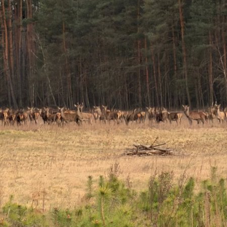Ale widok! Gigantyczne stado jeleni nad Narwią jak z filmu przyrodniczego [WIDEO, ZDJĘCIA]