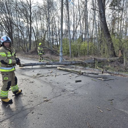 Silny wiatr nad Ostrołęką. Strażacy usuwali powalone drzewo na Alei Jana Pawła II [ZDĘCIA]