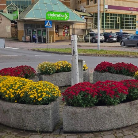 Chryzantemy na ulicach Ostrołęki. Miasto przybiera jesienne barwy [ZDJĘCIA]