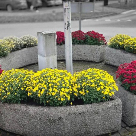 Szaro za oknem? Nie w miejskich donicach. Ostrołęka w jesiennej odsłonie [ZDJĘCIA]