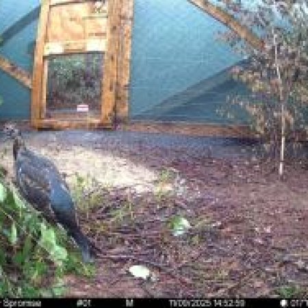 Powrót króla torfowisk – cietrzewie znów na kurpiowskich szlakach [ZDJĘCIA]