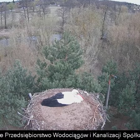 Ostrołęckie bociany już w komplecie. Oglądaj na żywo!