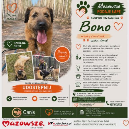 Bystre spojrzenie i ogon, który się nie zatrzymuje – poznaj wyjątkowego Bono!