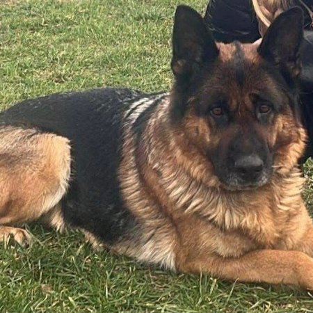 Akcja poszukiwawcza w mieście: Czy widziałeś owczarka niemieckiego w czerwonej obroży?