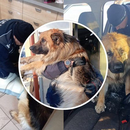 Pies przymarznięty do pobocza. Policjanci uratowali mu życie [ZDJĘCIA]