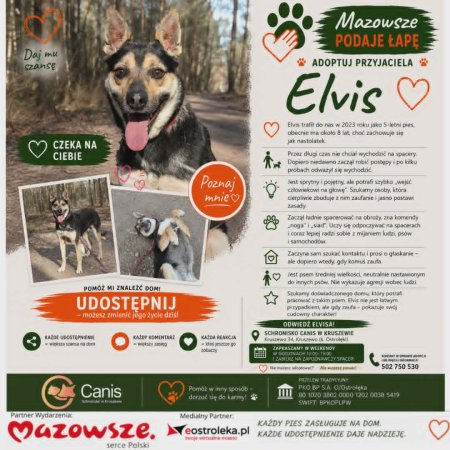 Od lęku do odwagi. Elvis w końcu odważył się na spacer i szuka domu!