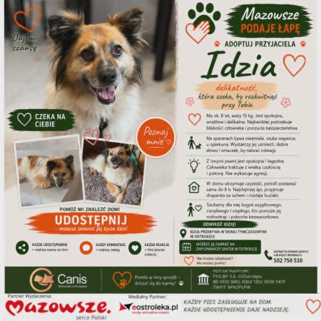 Idzia – psia dama, która za drapanko za uchem odda całe swoje serce