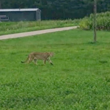 Puma pod Ostrołęką?! Władze ostrzegają mieszkańców. „Zachowajcie ostrożność”