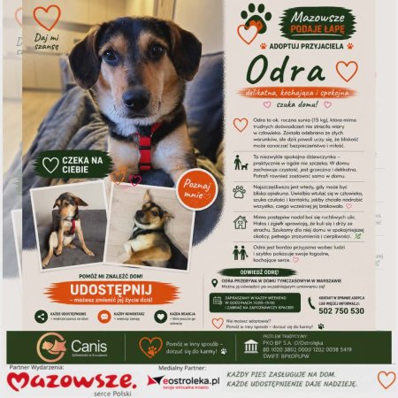 Odra ze schroniska Canis – mądra i ułożona sunia w typie owczarka szuka domu!