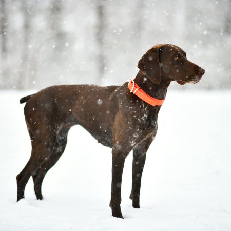 Jak chronić psa zimą? Kilka uniwersalnych zasad