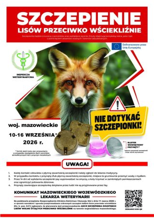 Szczepienia lisów w powiecie ostrołęckim. Starostwo apeluje o ostrożność