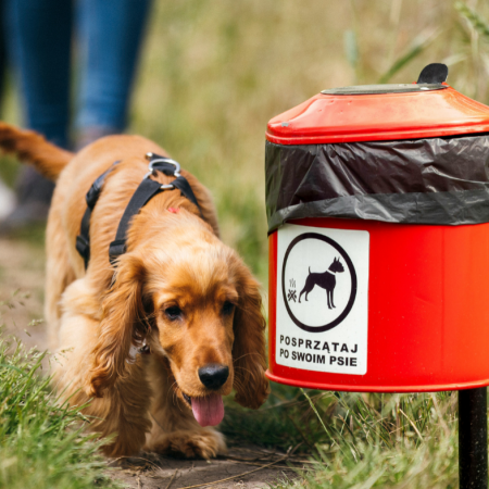 Codzienny problem mieszkańców Ostrołęki. Miasto stawia sprawę jasno